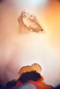 H47 Makrogalerie Fotografie Geschenkkarten Poster Wandbilder AchatZartheit