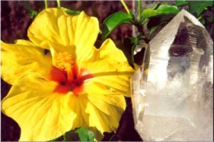 Q10 Makrogalerie Fotografie Geschenkkarten Poster Wandbilder BergkristallundHibiskus