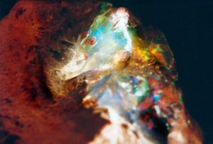 Q14 Makrogalerie Fotografie Geschenkkarten Poster Wandbilder OpalTiergesicht