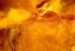 Q74 Makrogalerie Fotografie Geschenkkarten Poster Wandbilder BernsteinNaturwerk